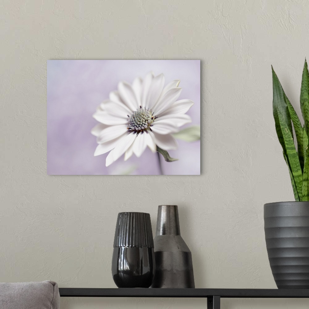 A modern room featuring A large white flower on a pastel lavender background.