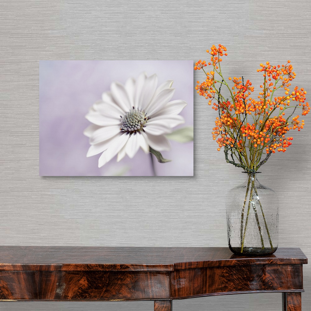 A traditional room featuring A large white flower on a pastel lavender background.