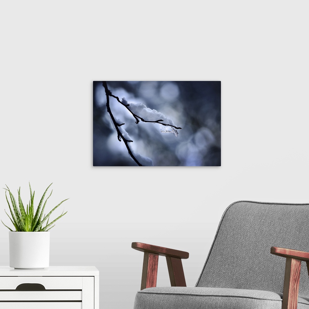 A modern room featuring Photo of a small branch with a bit of snow on it. The branch is silhouetted against the sun shini...