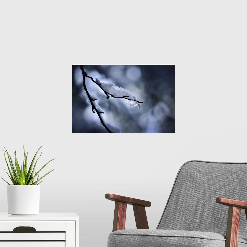 A modern room featuring Photo of a small branch with a bit of snow on it. The branch is silhouetted against the sun shini...