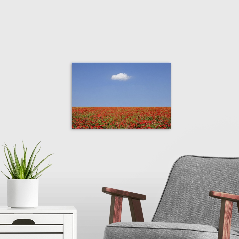A modern room featuring A large field of poppies and a cloud above. In Tuscany in the spring it is possible to admire the...