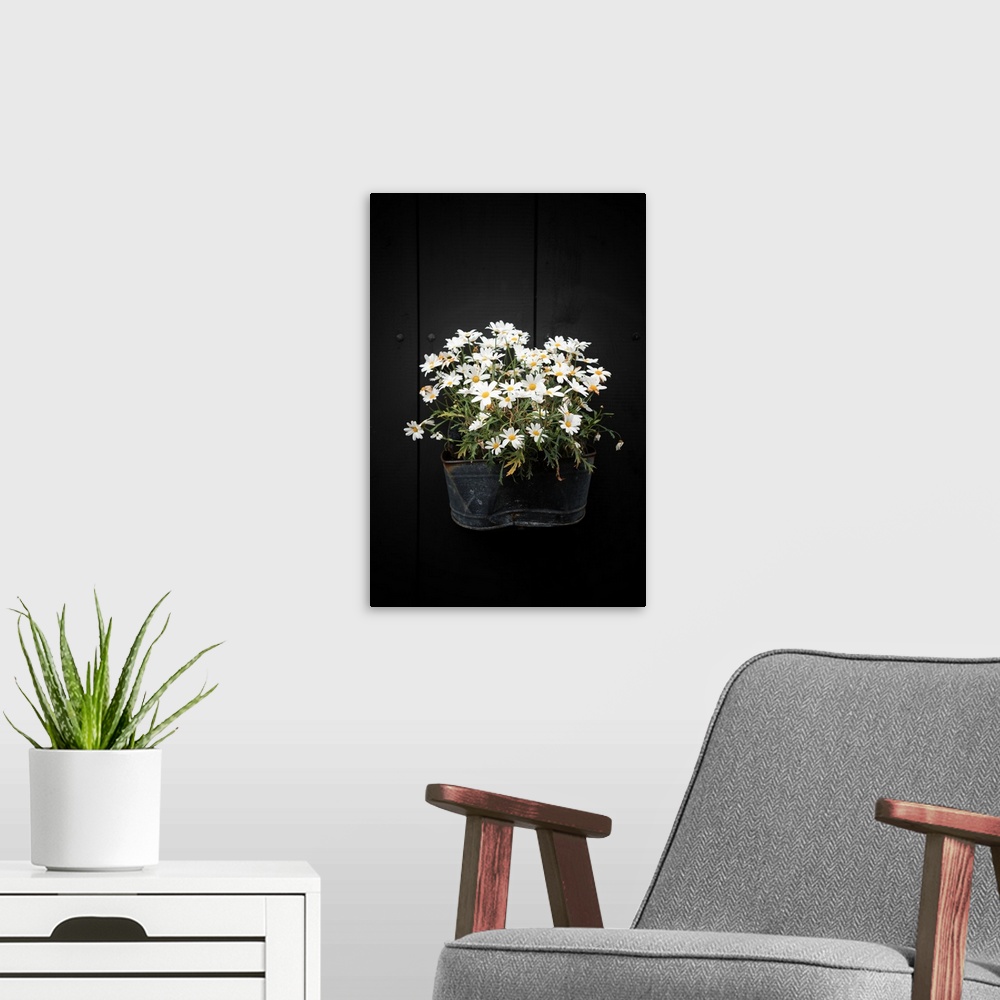 A modern room featuring A planter on the side of a black wall holding several white flowers.