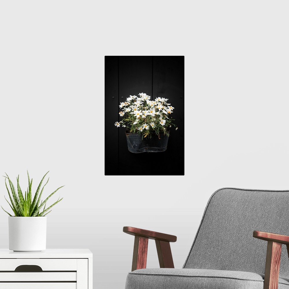 A modern room featuring A planter on the side of a black wall holding several white flowers.