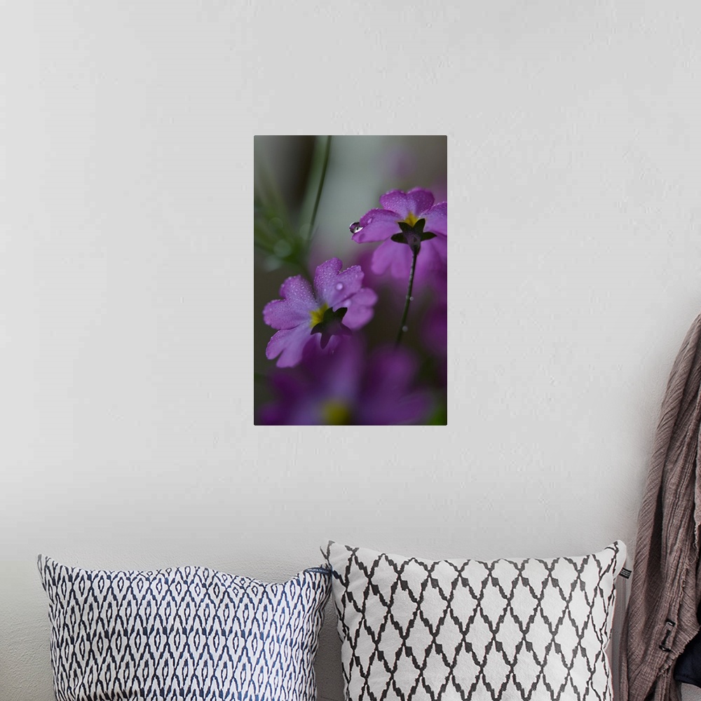A bohemian room featuring Closeup photograph of the backs of two purple flowers covered in water droplets with a shallow de...