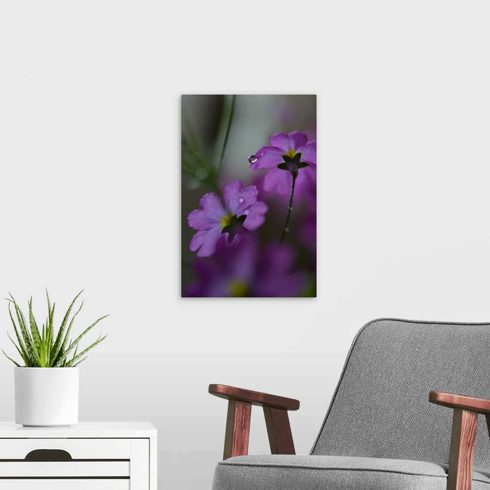 A modern room featuring Closeup photograph of the backs of two purple flowers covered in water droplets with a shallow de...