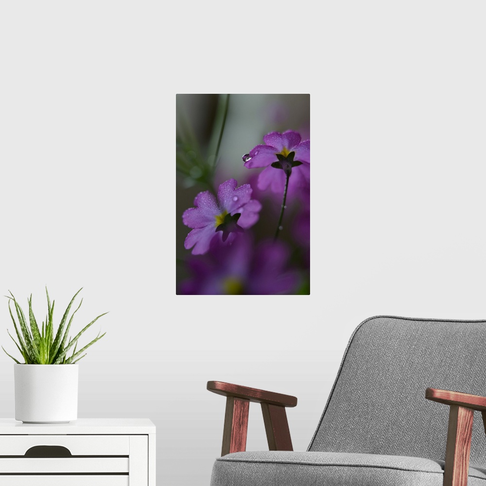 A modern room featuring Closeup photograph of the backs of two purple flowers covered in water droplets with a shallow de...