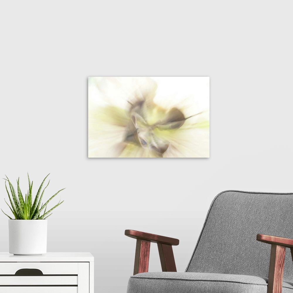A modern room featuring The faded flowers of a Helleborus.