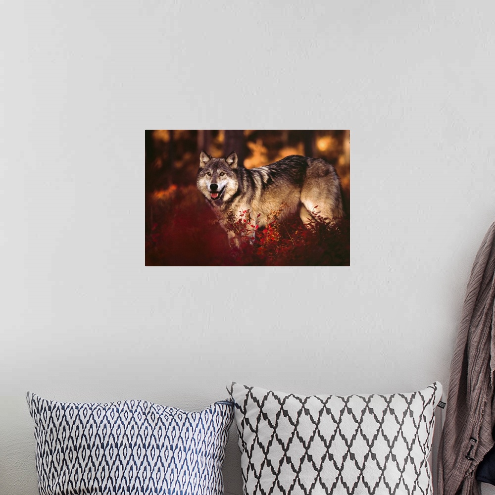 A bohemian room featuring Wolf Story