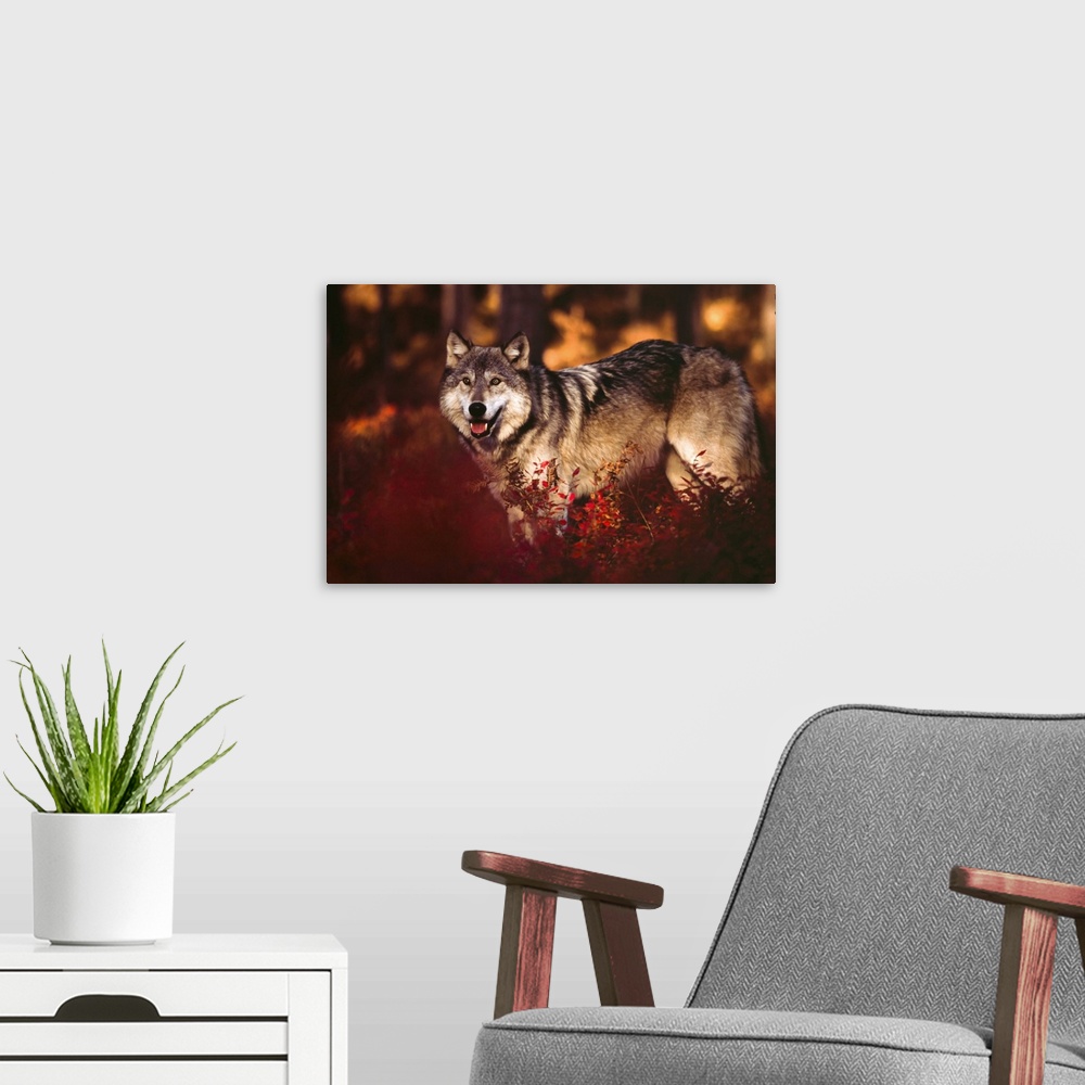 A modern room featuring Wolf Story