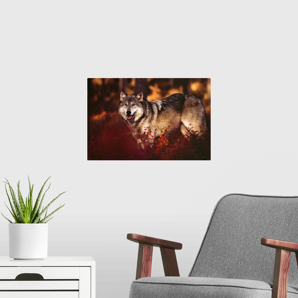 A modern room featuring Wolf Story