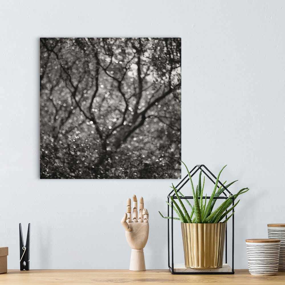A bohemian room featuring A monochrome black and white sepia toned impressionistic soft focus blurred image of trees in a w...