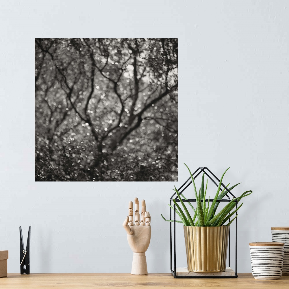A bohemian room featuring A monochrome black and white sepia toned impressionistic soft focus blurred image of trees in a w...