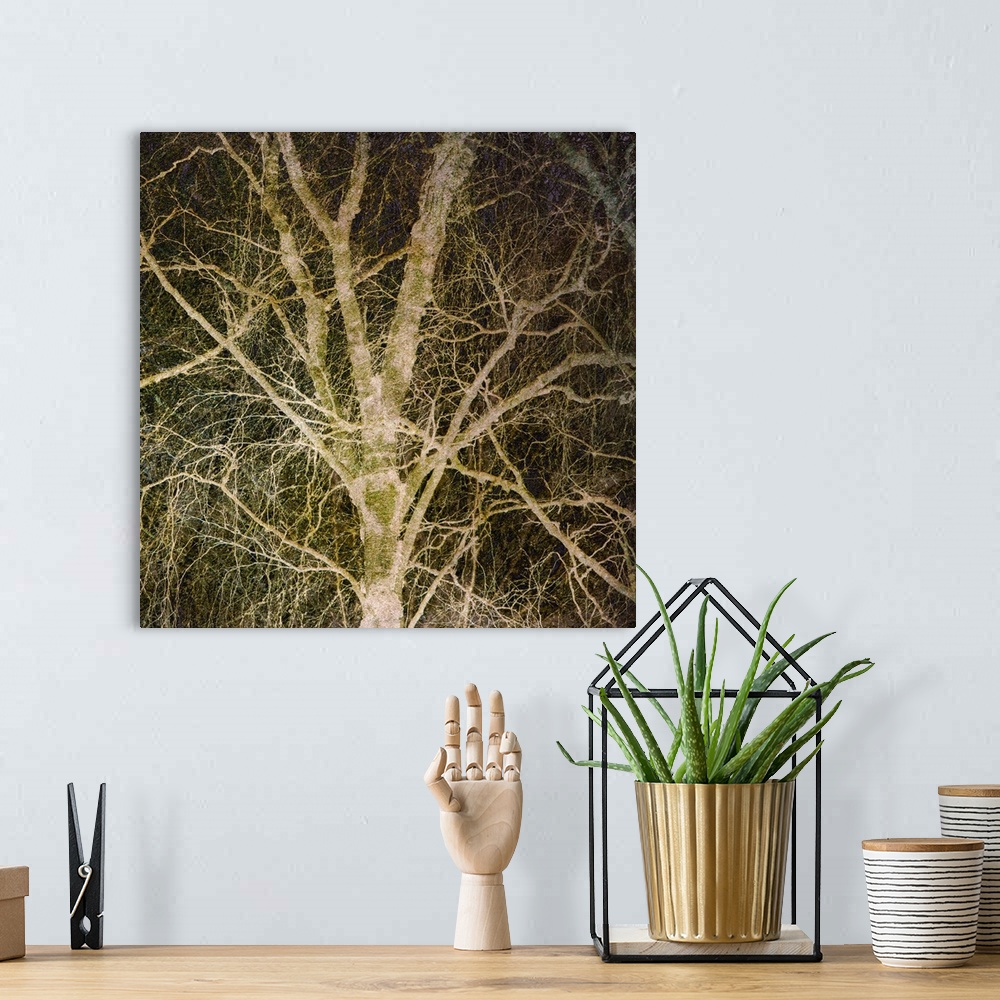 A bohemian room featuring Square photograph of a tree with a lot of branches with a manipulated gold overlay and a dark bac...
