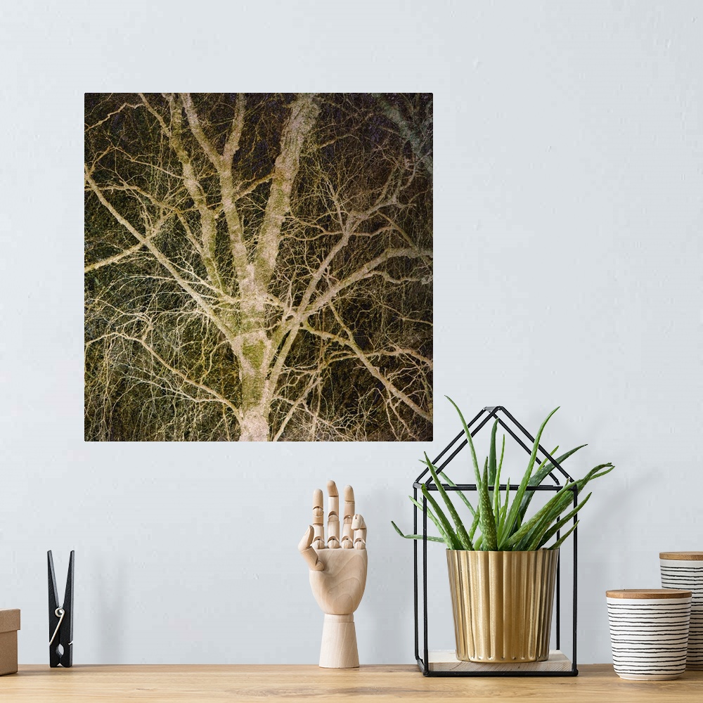 A bohemian room featuring Square photograph of a tree with a lot of branches with a manipulated gold overlay and a dark bac...