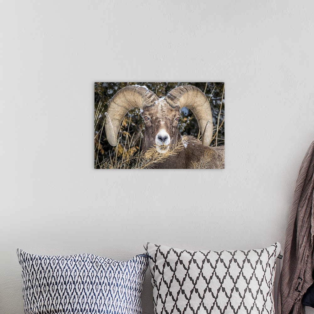 A bohemian room featuring USA, Wyoming, Yellowstone National Park, bighorn sheep (Ovis canadensis)