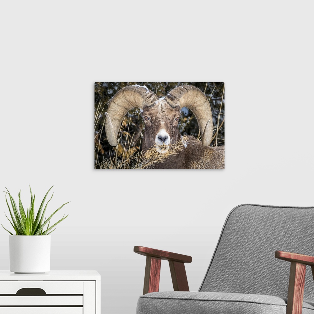 A modern room featuring USA, Wyoming, Yellowstone National Park, bighorn sheep (Ovis canadensis)