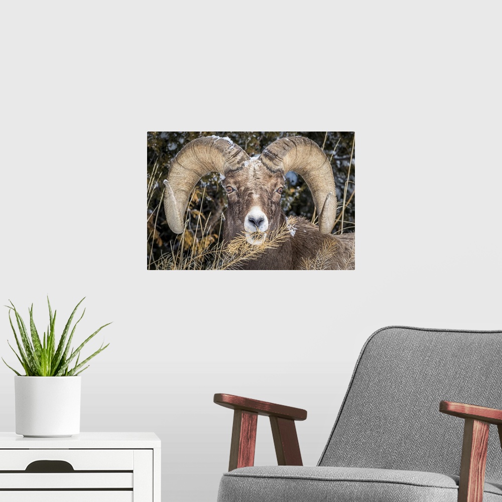 A modern room featuring USA, Wyoming, Yellowstone National Park, bighorn sheep (Ovis canadensis)