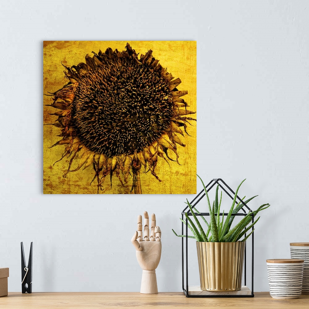 A bohemian room featuring Close-Up of a brilliant yellow sunflower with texture added
