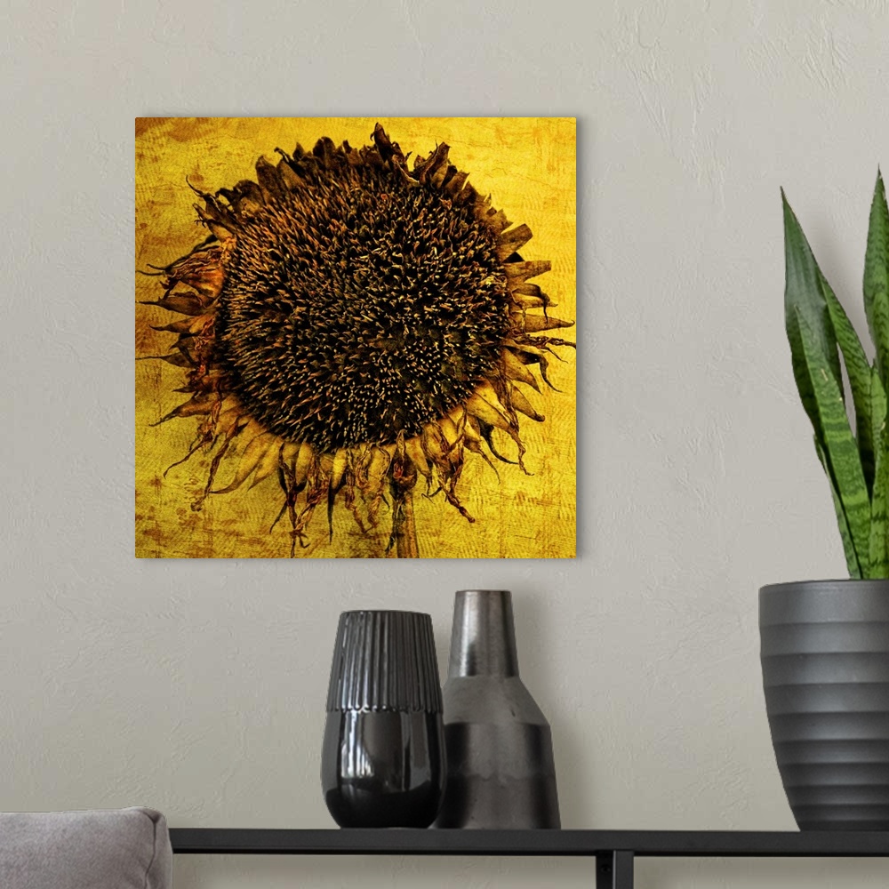 A modern room featuring Close-Up of a brilliant yellow sunflower with texture added