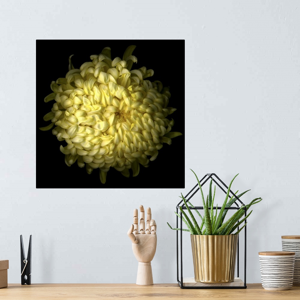 A bohemian room featuring Yellow Chrysanthemum I