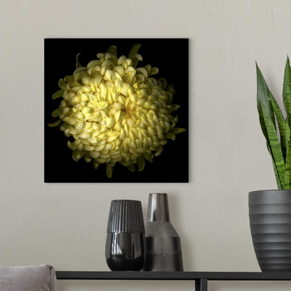 A modern room featuring Yellow Chrysanthemum I