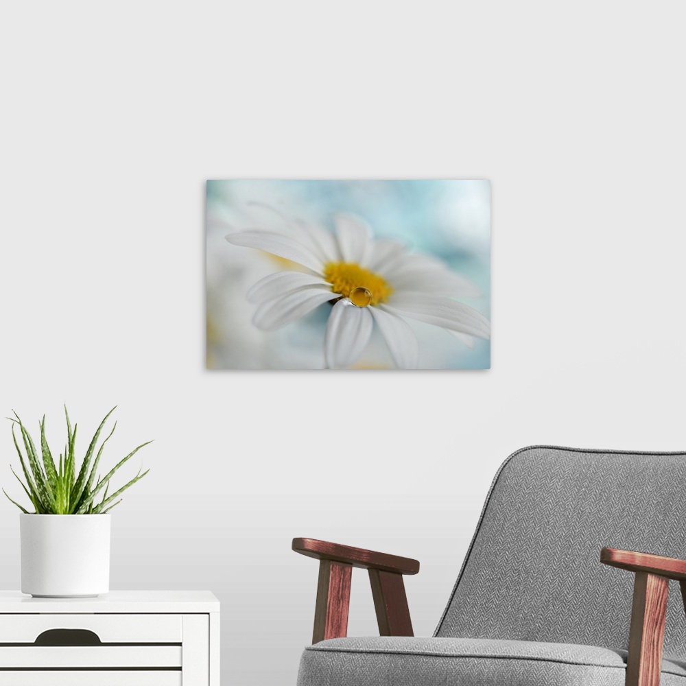 A modern room featuring A large droplet of water balancing on the edge of a white daisy petal.
