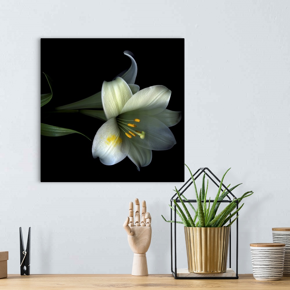 A bohemian room featuring A photograph of a flower blossoms lightly dusted with its own pollen against a dark backdrop.