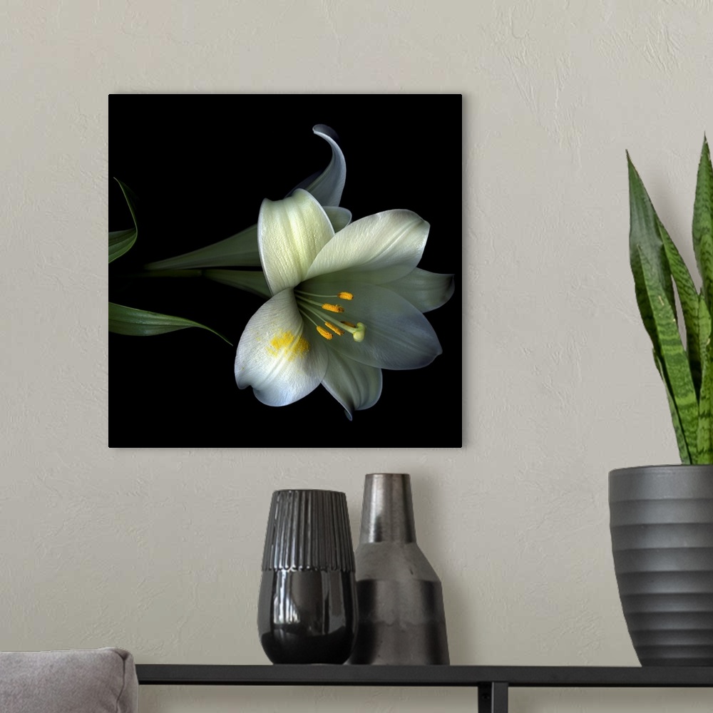 A modern room featuring A photograph of a flower blossoms lightly dusted with its own pollen against a dark backdrop.
