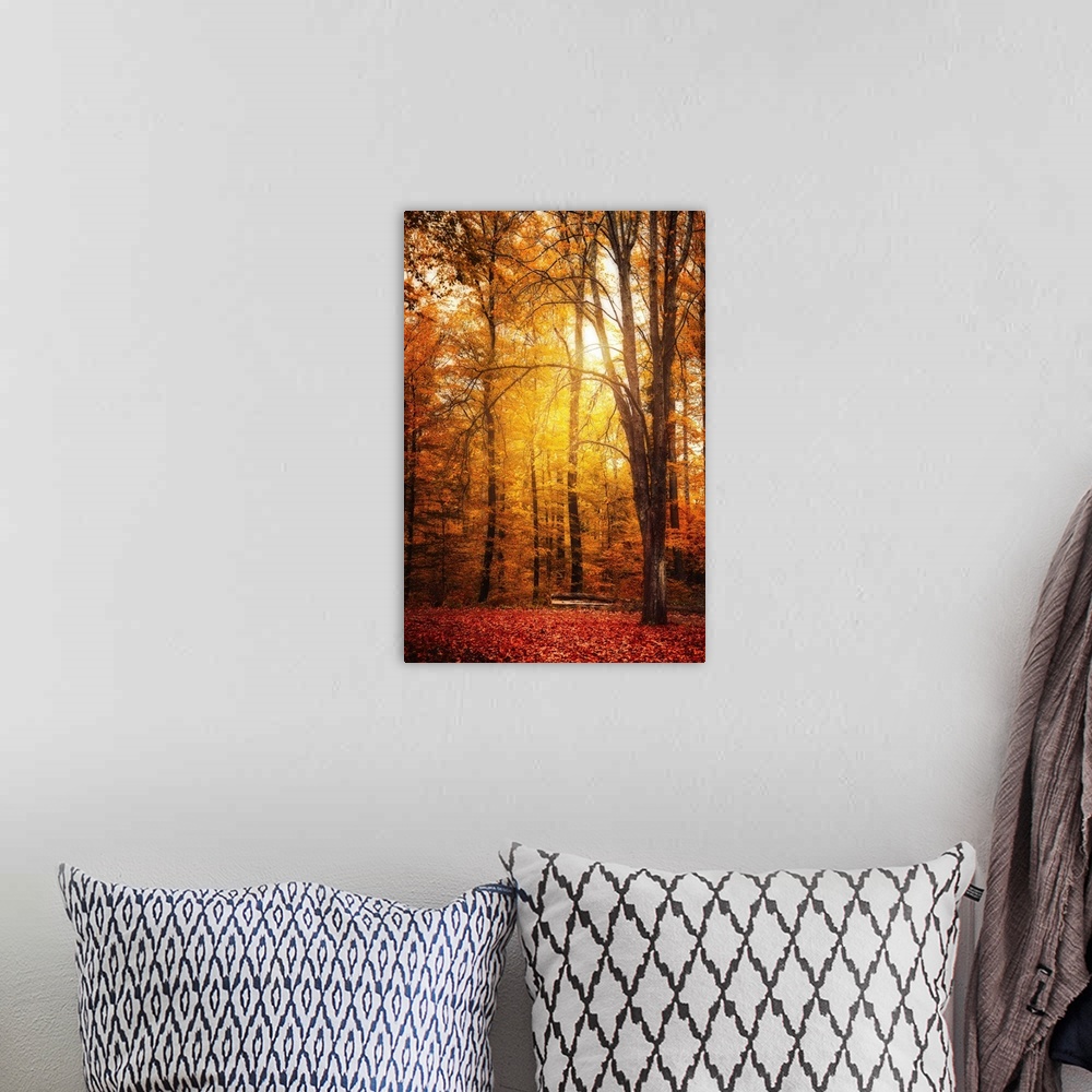 A bohemian room featuring The sun passes through a forest in autumn
