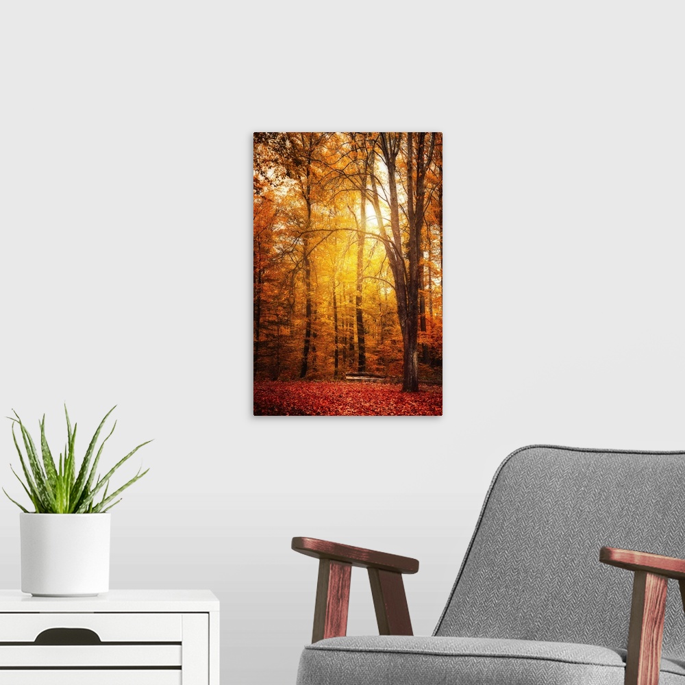 A modern room featuring The sun passes through a forest in autumn