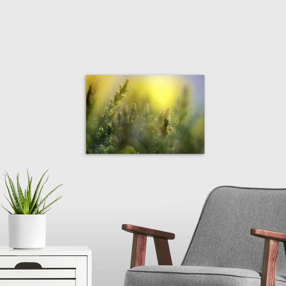 A modern room featuring A macro photograph of green flowers.