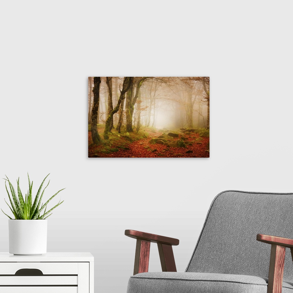 A modern room featuring A foggy forest covered in red fallen leaves and mossy green rocks.