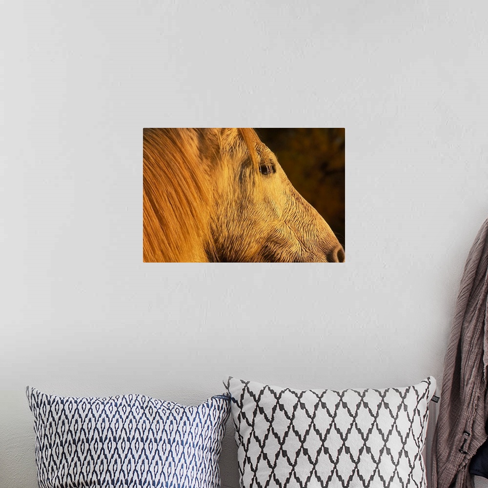 A bohemian room featuring Camargue horse(s), Camargue, France