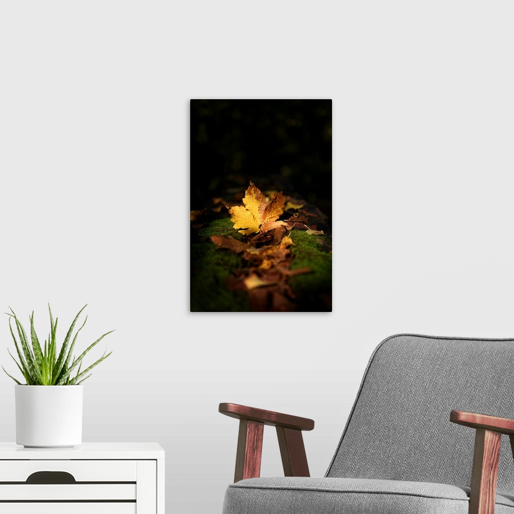 A modern room featuring A golden leaf on the ground among moss appearing to glow in the dark.