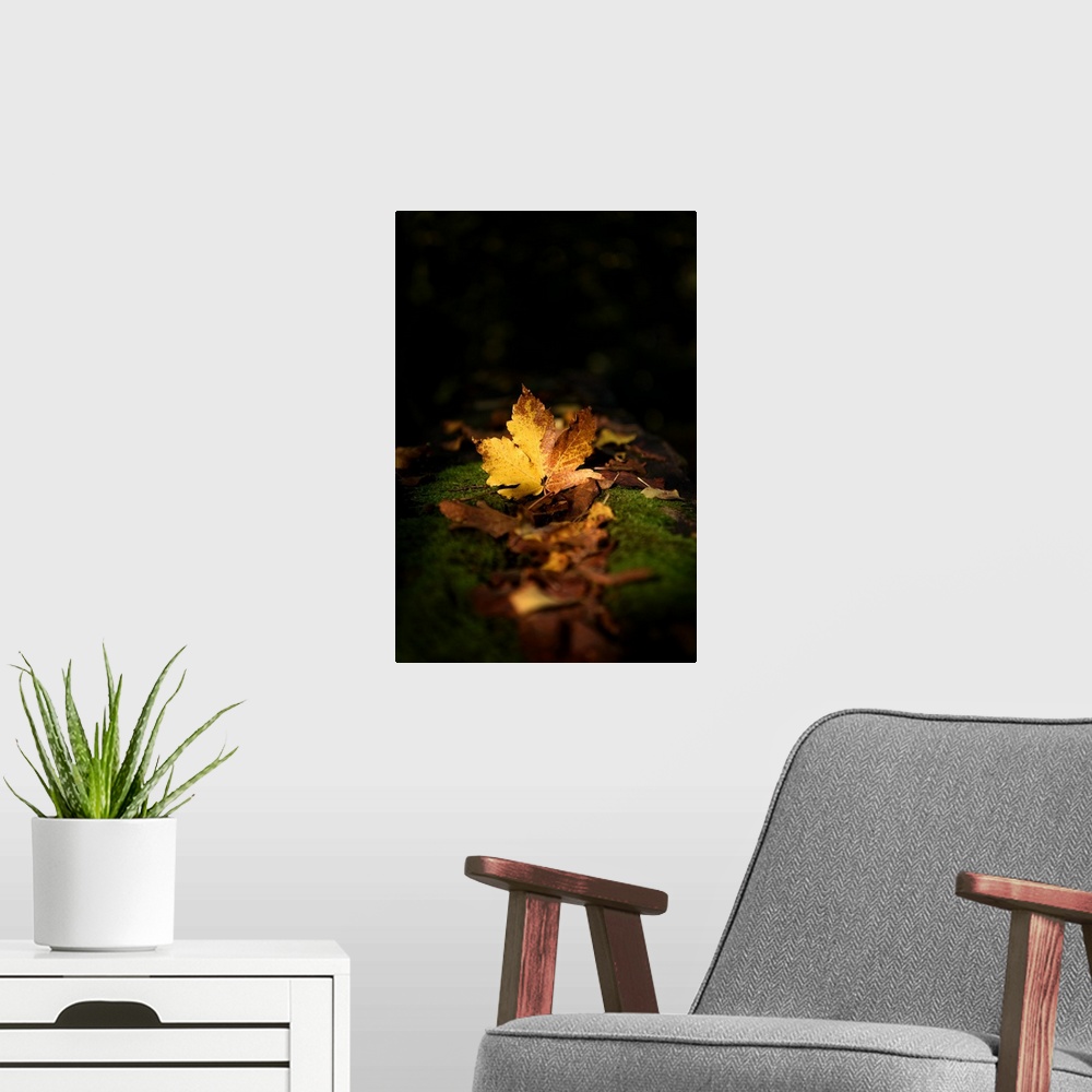 A modern room featuring A golden leaf on the ground among moss appearing to glow in the dark.