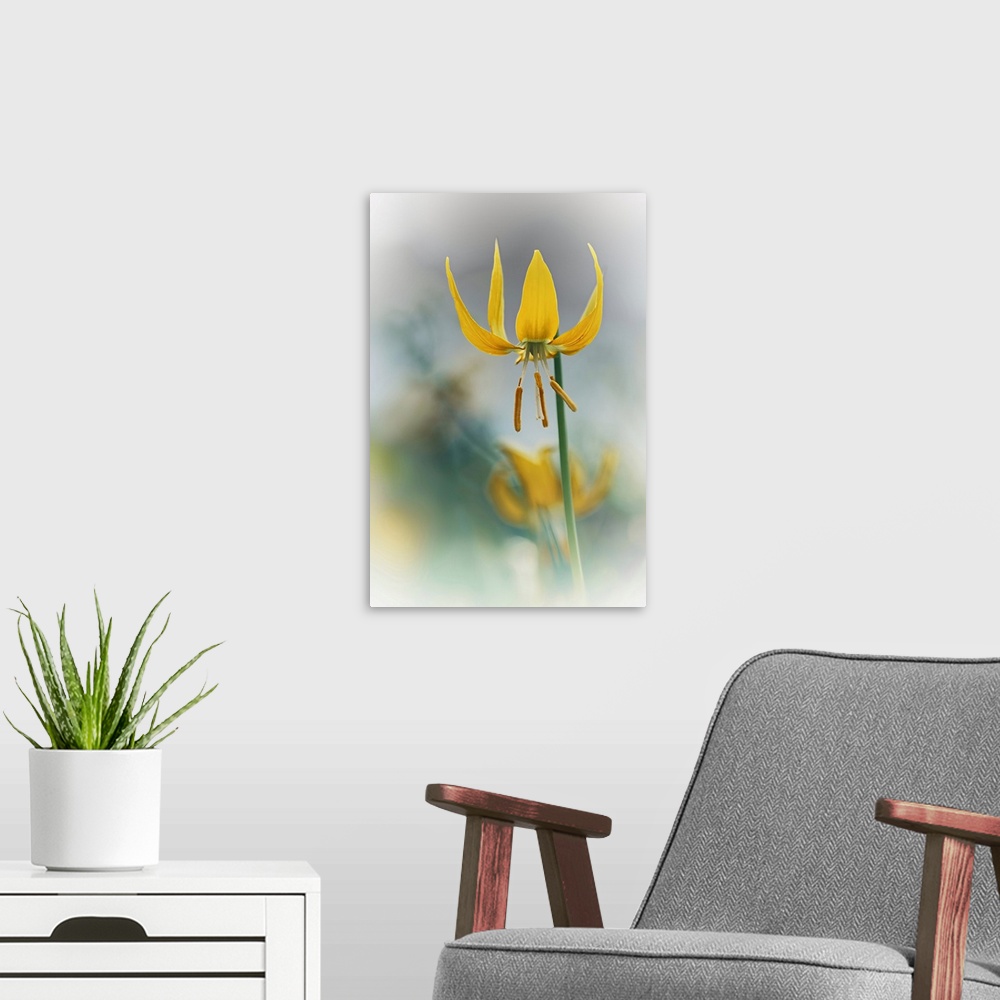 A modern room featuring Yellow Lily