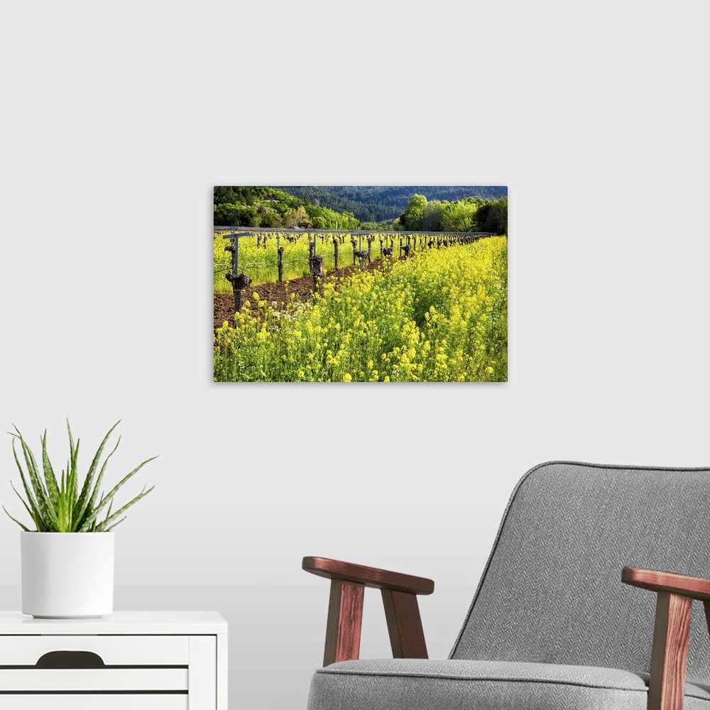 A modern room featuring Yellow Mustard Blooming Between Rows of old Grapevines, California