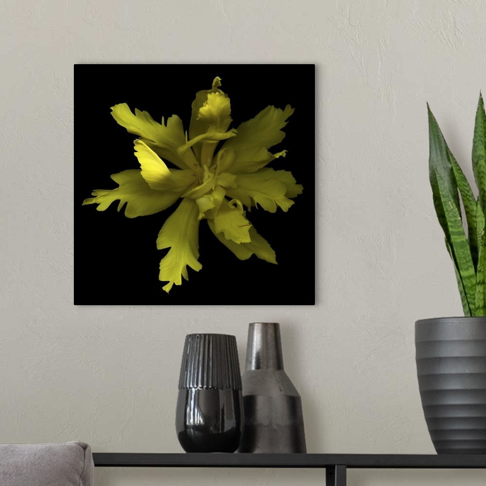 A modern room featuring Yellow Tulip
