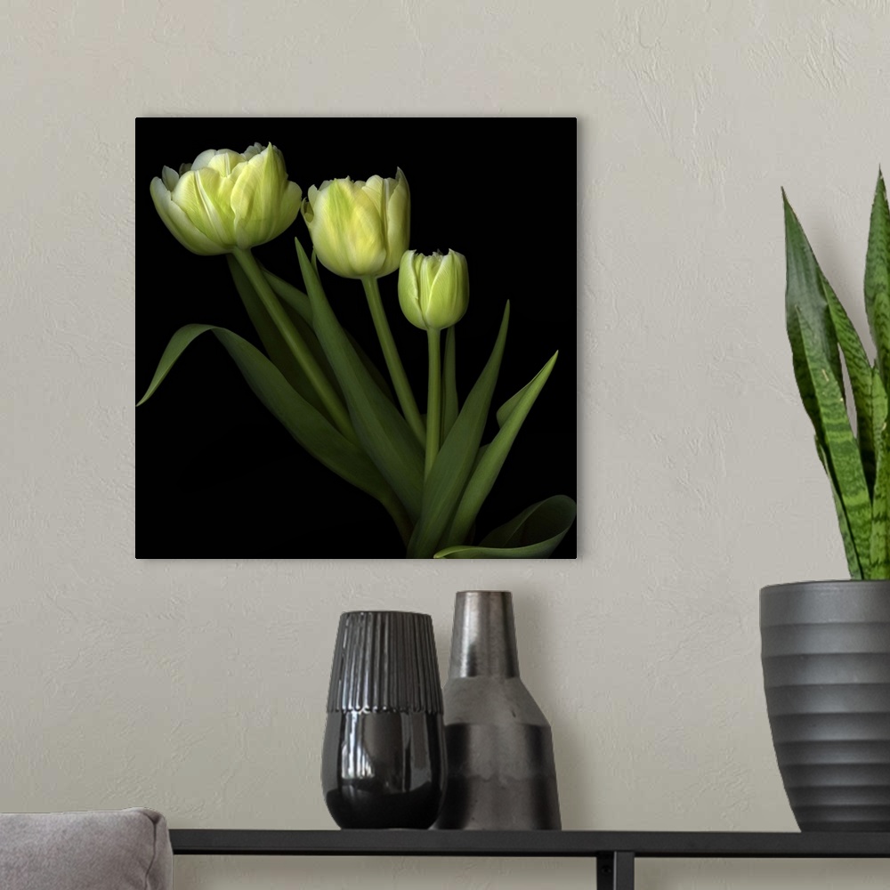 A modern room featuring Yellow Tulips