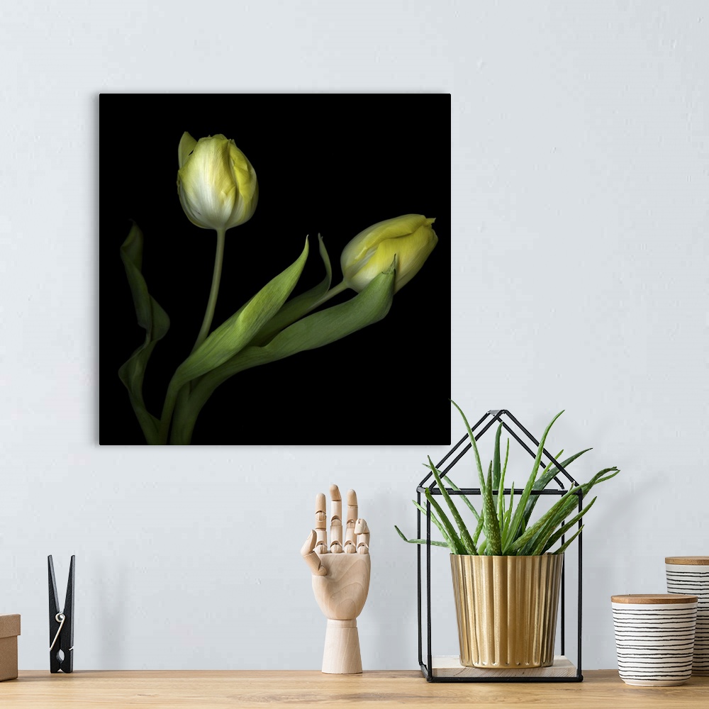 A bohemian room featuring Yellow Tulips II