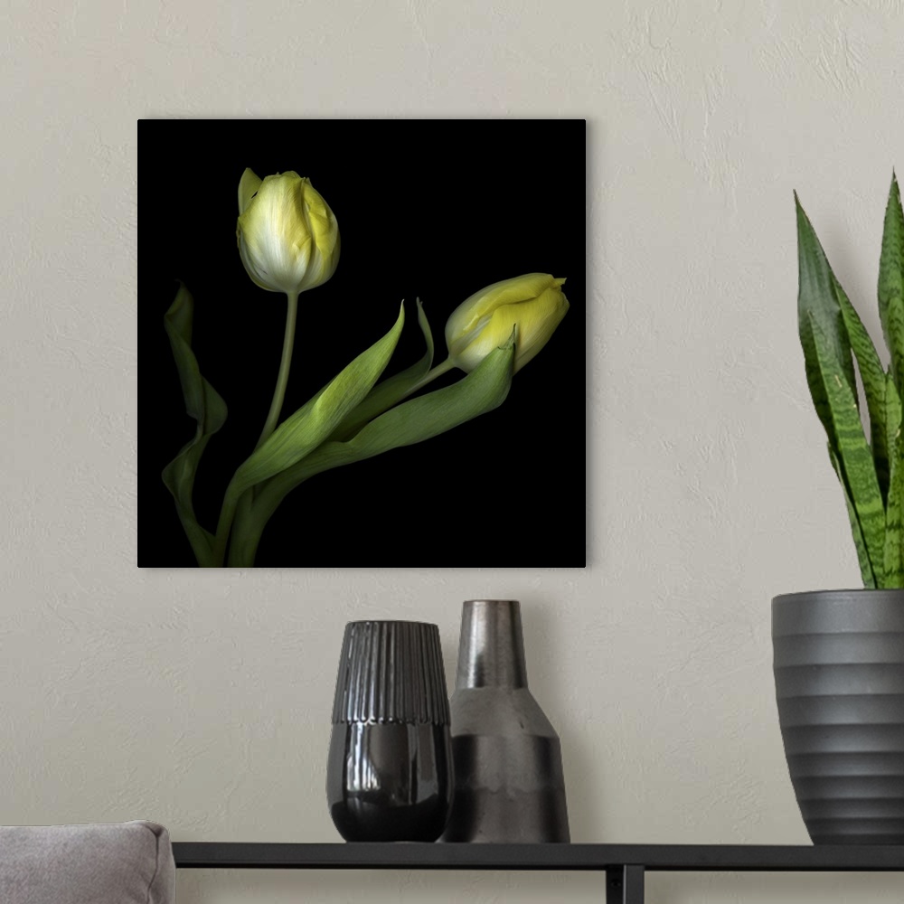 A modern room featuring Yellow Tulips II