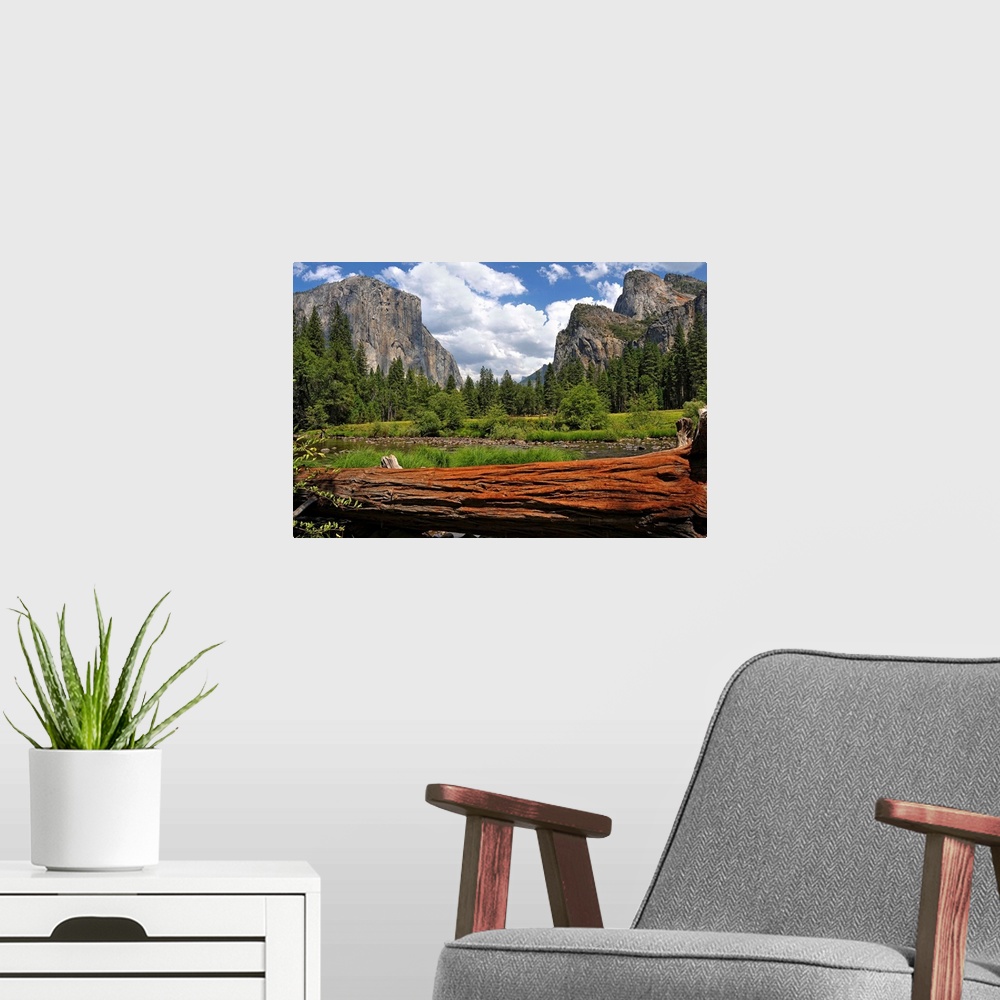 A modern room featuring Giant photograph of Yosemite Valley on a sunny day with a fallen tree trunk and pond in the foreg...