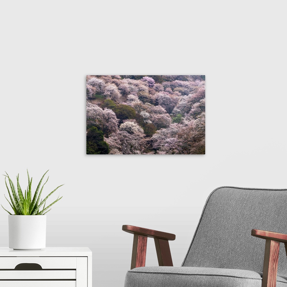 A modern room featuring Fine art photograph of blossoming pink cherry trees in Yoshino, Japan.