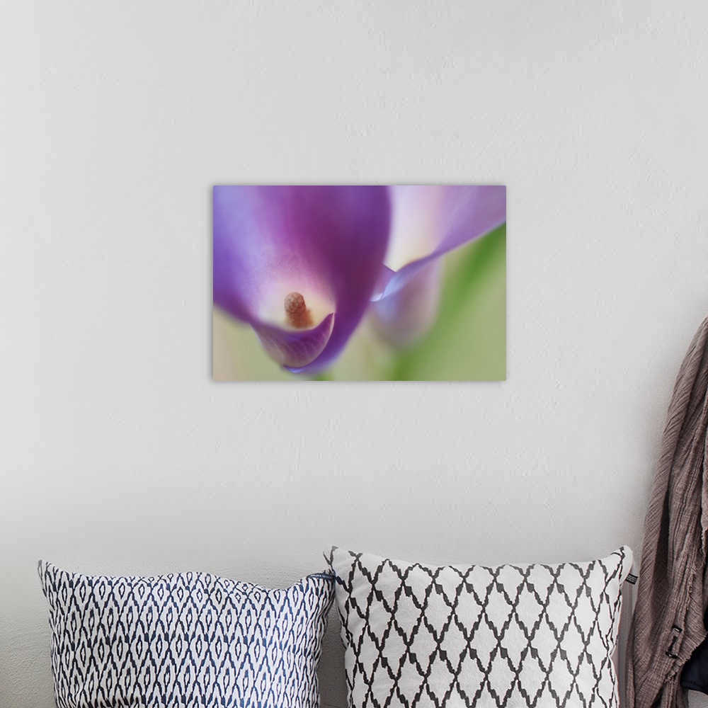 A bohemian room featuring A macro photograph of a purple flower looking inside the center.