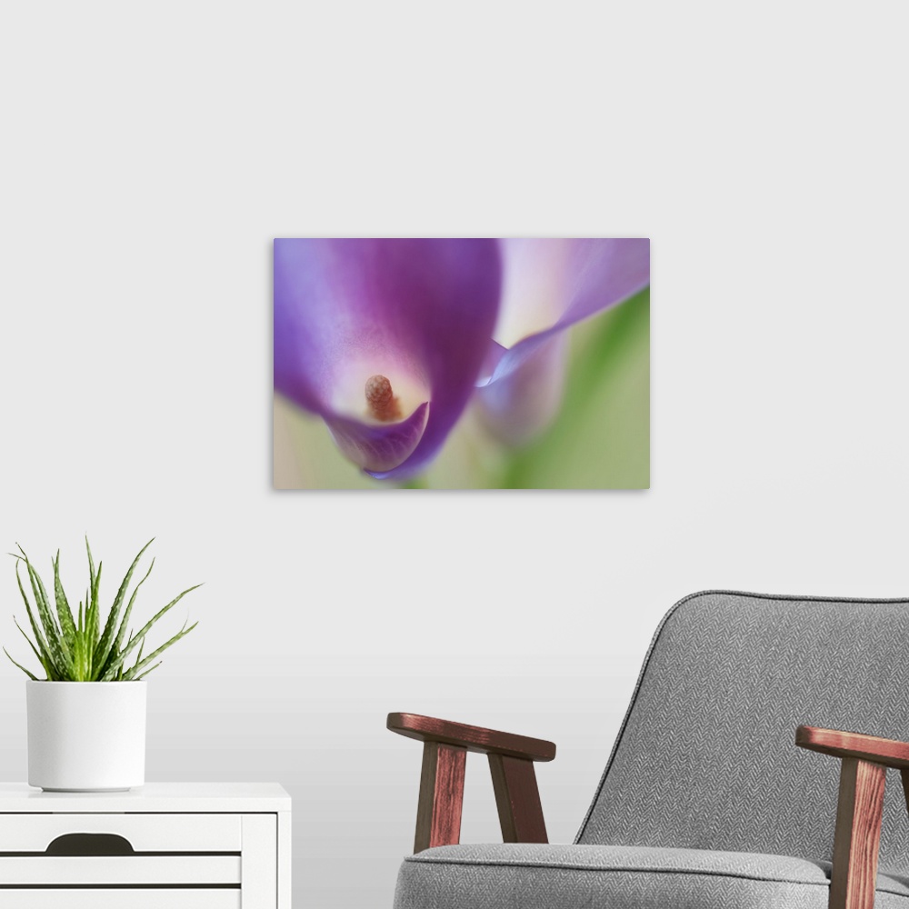A modern room featuring A macro photograph of a purple flower looking inside the center.