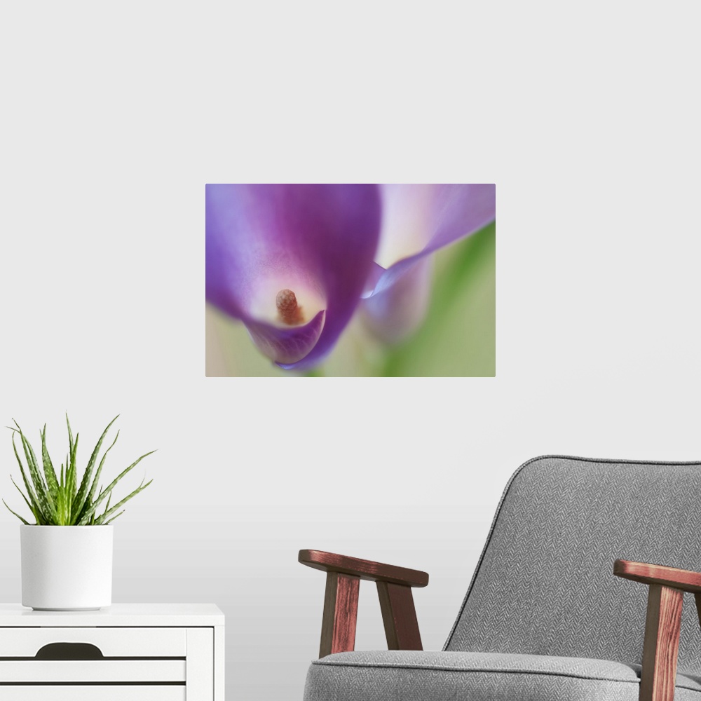 A modern room featuring A macro photograph of a purple flower looking inside the center.