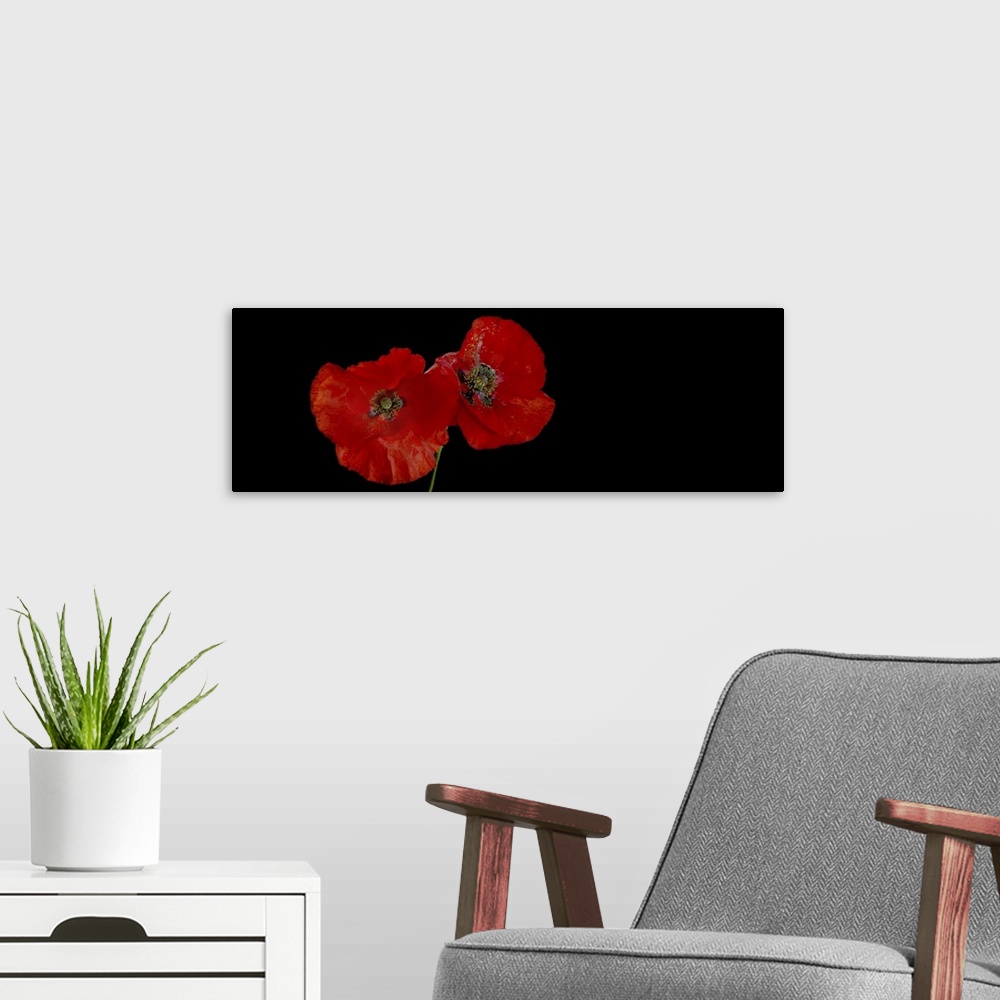 A modern room featuring Two poppies on a black background.