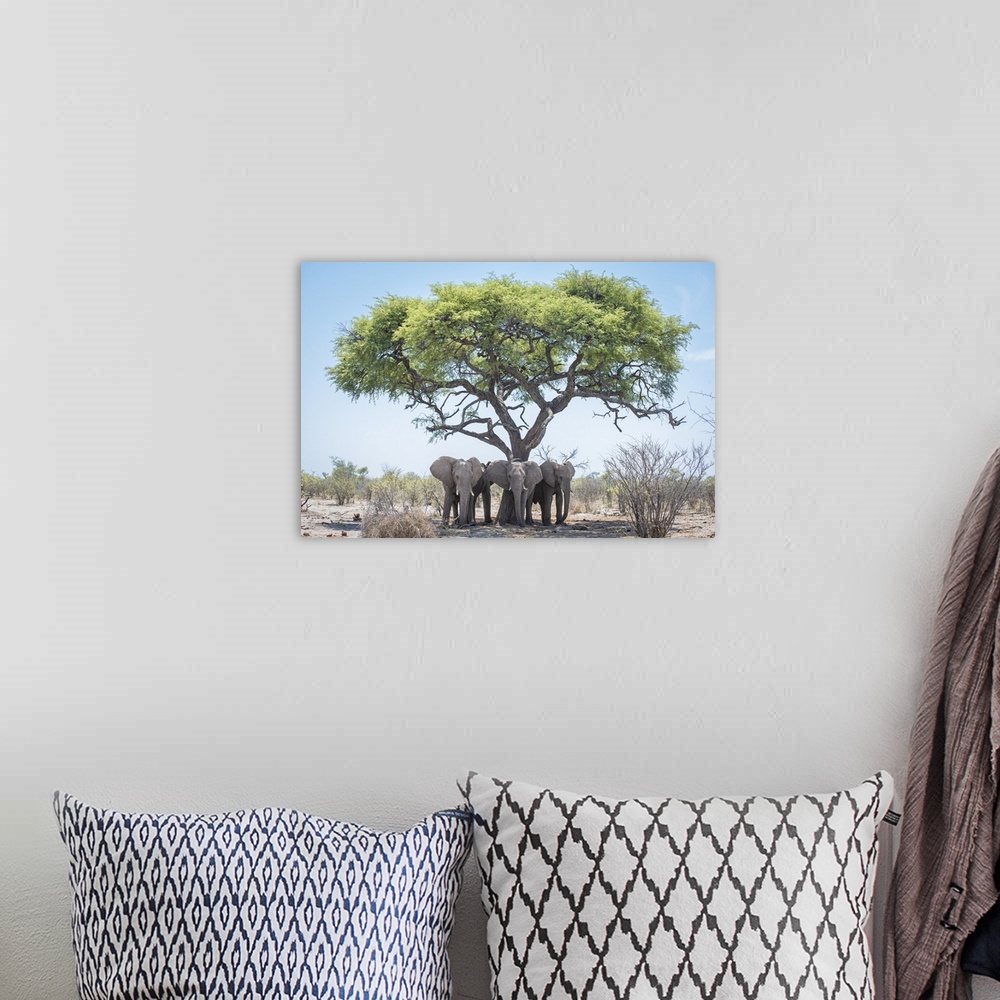 A bohemian room featuring Young male elephants keep cool in the shade of a tree.