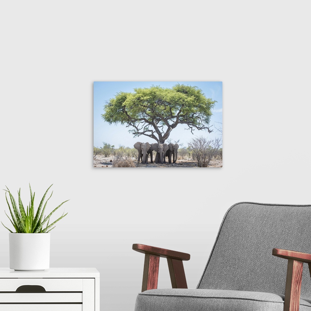 A modern room featuring Young male elephants keep cool in the shade of a tree.