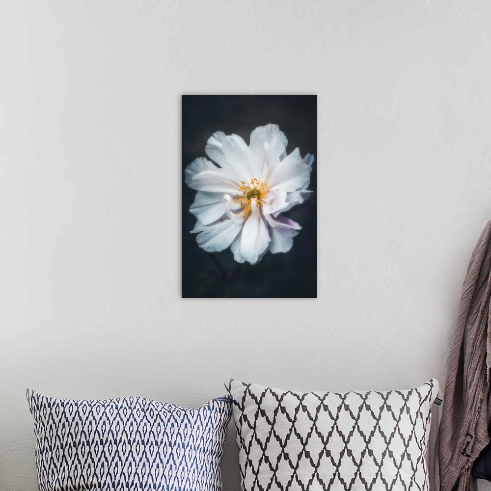 A bohemian room featuring Close up of a delicate white flower on a black background
